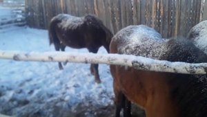 Зимние кормление лошадей.