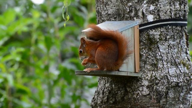 На каких животных похожи мужчины в зависимости от знака Зодиака? смотреть онлайн