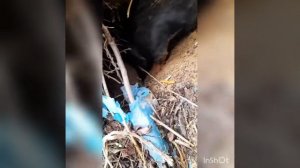 Мойнак такса охота