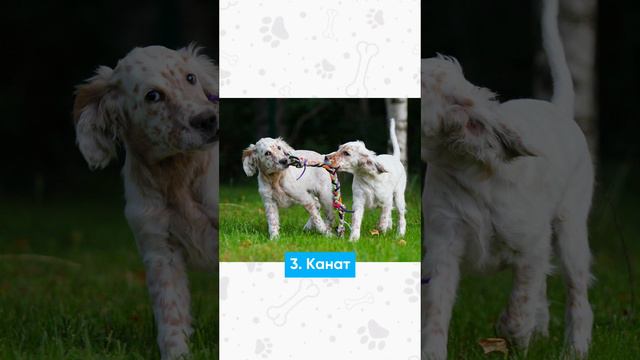 Первая игрушка щенка🎾🐶 Какую выбрать? #собака #shortsvideo #животные #щенок смотреть онлайн