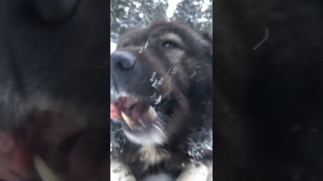 #кавказкаяовчарка#прогулка#дворняжка#корм#натуралка#video#выходные смотреть онлайн