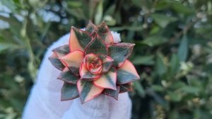 Echeveria Monocerotis variegated