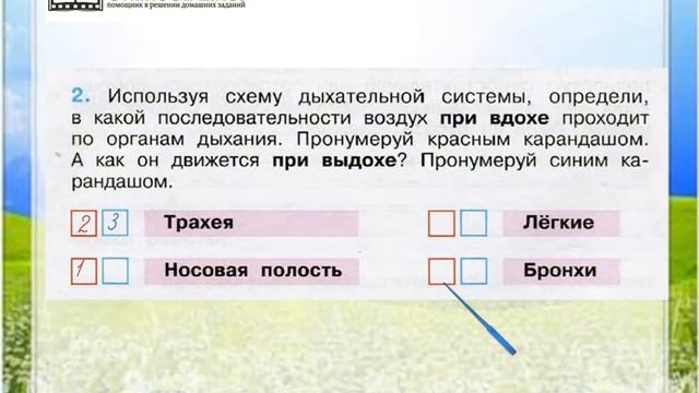 Задание 2 Дыхание и кровообращение - Окружающий мир 3 класс (Плешаков А.А.) 1 часть смотреть онлайн
