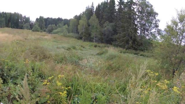 Прикормка дикого кабана яблоками смотреть онлайн