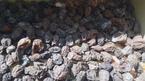 EV ŞƏRAİTİNDƏ GAVALI QURUSU(В ДОМАШНИХ УСЛОВИЯХ СЛИВА СУШЕНАЯ АЛЬБУХАРА).