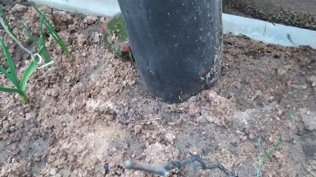 Виноград из косточек. Саженцы однолетки проснулись и опушили некоторые почки