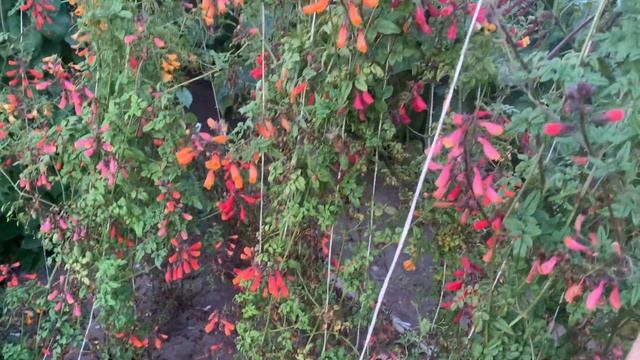 Капризная красавица - чилийская лоза! смотреть онлайн