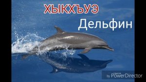 Названия животных на кабардинском языке.  Слайд-шоу из фото.