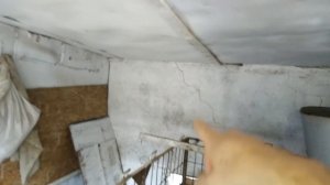 Всё о вьетнамских поросятах, кормление, как содержать? Какой сарай? Роют ли они?