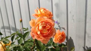 Роза Леди оф Шалот. Английские розы в Подмосковье