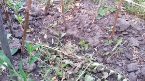 Порослевые саженцы зизифуса .