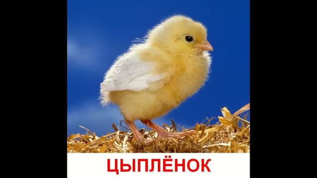 Животные и их детеныши  Развивающая программа для детей  Интересно и позновательно