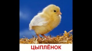 Животные и их детеныши  Развивающая программа для детей  Интересно и позновательно