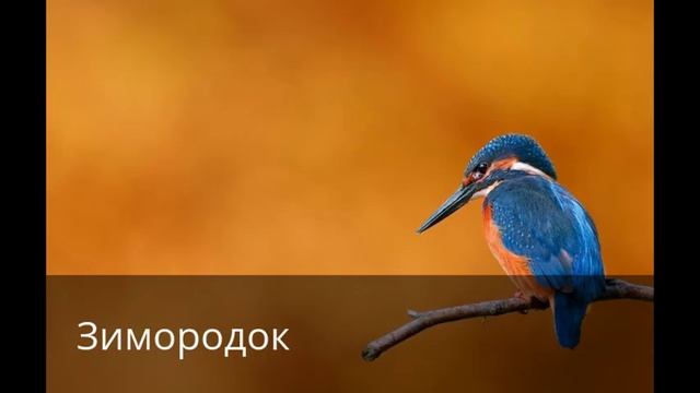 Топ 10 Самых красивых птиц на планете.