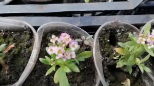 Алиссум ампельный зацвел?. Небольшой обзор!