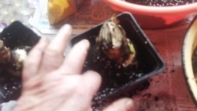 Посадка гіпеаструмів. смотреть онлайн