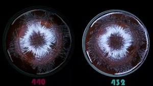 Cymatics 432 Hz vs 440 Hz