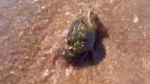 Краб закапывается в песок