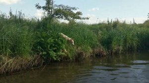 Summertime #5. Русская псовая борзая / Borzoi