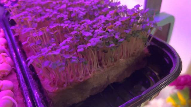 Гидропоника, запустили мини ферму смотреть онлайн