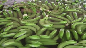 Россия с 5 февраля ограничила ввоз бананов из Эквадора