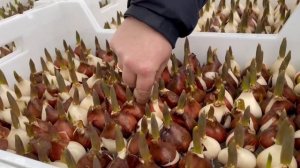 Выгонка тюльпанов к 8 Марта на гидропонике. Обзор теплицы нашего партнёра в Московской области.