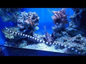 Опасные морские твари в океанариуме на острове Русский