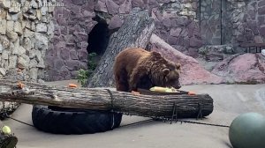 Жизнь животных: интересно, что ест на завтрак бурый медведь, — показываем пир Розы (Часть 2)