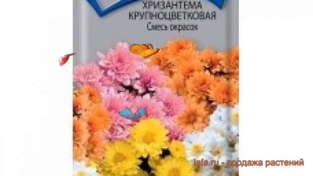 Хризантема крупноцветковая Смесь окрасок ? обзор: как сажать, семена хризантемы Смесь окрасок