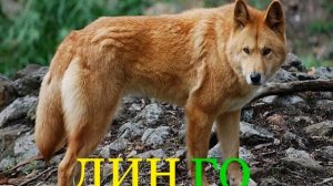 Читаем по слогам Хищники