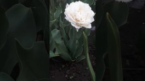 Махровый бахромчатый тюльпан "Сноу Кристал" (Snow Crystal)