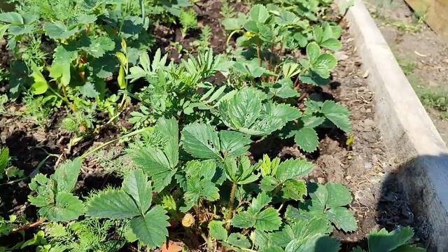 В БОЛЬНИЦЕ /НА ВЫХОДНЫЕ УРА ДОМА/ОГОРОД, ДЕЛА ДОМАШНИЕ... смотреть онлайн