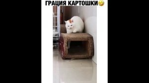 ПРИКОЛ - грация картошки