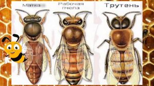 Зрение и Обоняние у пчёл. В.Г. Кашковский