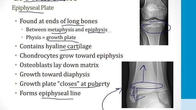 Опорно-двигательный аппарат USMLE - 2. Клеточная биология - 4.Кость