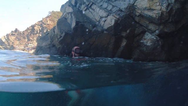 Гусь водоплавающий