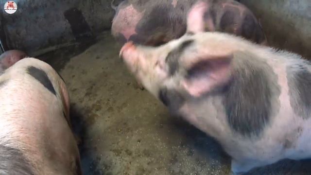 376 ‼️Геморрой у свиньи ‼️Резать свинью или лечить геморрой ‼️ смотреть онлайн