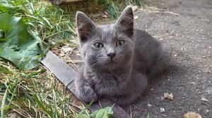 Поэзия Любви *** МОЁ СЧАСТЬЕ ... ***, автор Сафронов И.В.