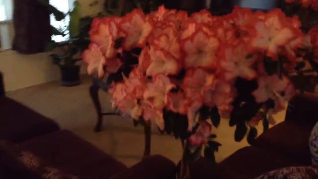 House plants смотреть онлайн