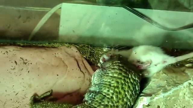 cool as hell savannah monitor (Savage) eating a rat! смотреть онлайн