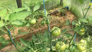 Как сформировать помидоры в теплице. Формировка томатов.