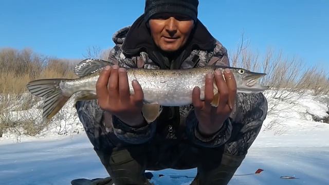 ПОПАЛ НА КЛЁВ ЩУКИ!!! За уловом на дальняк. Рыбалка на жерлицы удалась! ЗАКРЫТИЕ ЗИМНЕГО СЕЗОНА. смотреть онлайн