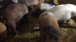 Водолага на самом деле ??? Дюрок