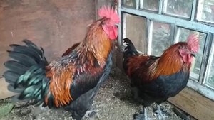ПЕТУХИ породы Маран Чёрно-Медный 5 месяцев...
