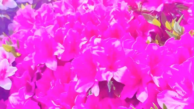 AZALEA FLOWERS IN JAPAN | SPRING FLOWERS смотреть онлайн