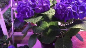 Гортензия крупнолистная Jip Blue #гортензия#крупнолистная#продажа#наташаХорошунова#новосибирск#