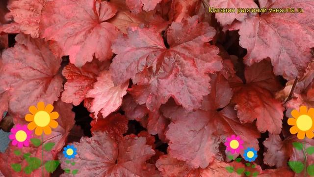 Гейхера Галакси. Краткий обзор, описание характеристик, где купить рассада heuchera Galaxy смотреть онлайн