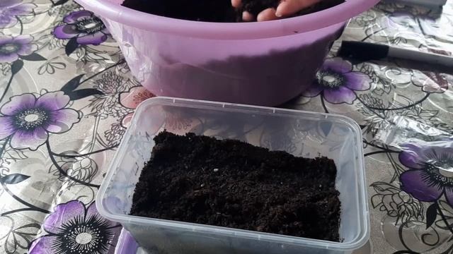 Посев катарантуса. Уход за рассадой катарантуса
