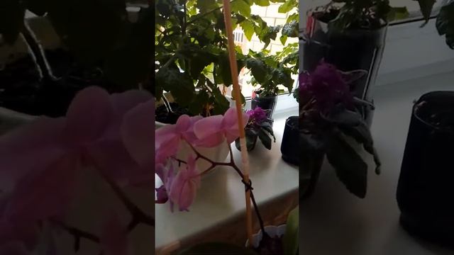 Мои помидоры на подоконнике помидоры помидорычери