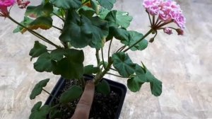 Случай с пеларгонией Фру-Фру, она  вернулась!!! 👏🙏😁